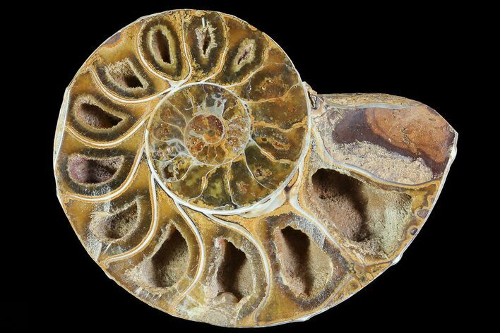 Sliced, Agatized Ammonite Fossil (Half) - Jurassic #54061